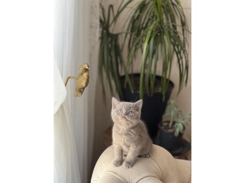 Hemen teslim lilac british shorthair  yavrum