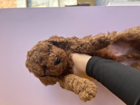 Erkek poodle bebeğimiz (ev doğumu)