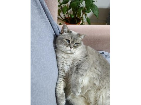 Bluepoint dişi british shorthair kedimiz