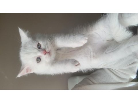 3 erkek british shorthair yavru