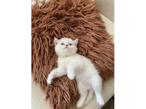 3 aylık british shorthair yavru ömürlük ailesini arıyor