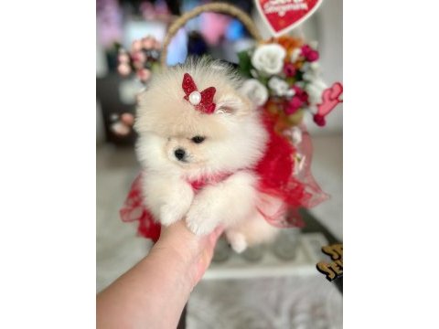 Teacup prenses pomeranian
