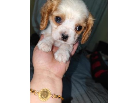 2 aylık safkan cavalier king charles yavrularım