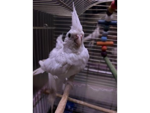 Albino yavru sultan papağanı dişi erkek çift