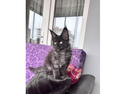 Maine coon türkiye devlerinin markası ayşe arık