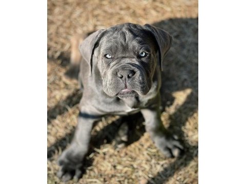 Ev ortamından show kalite cane corso yavrular