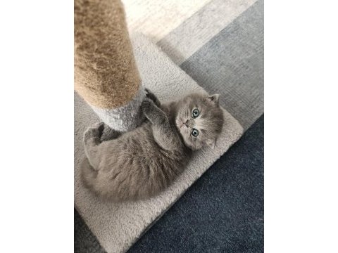 Scottish fold ve straight kedimiz