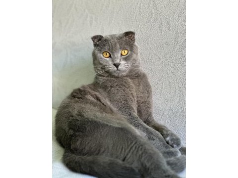 Asil bir scottish fold