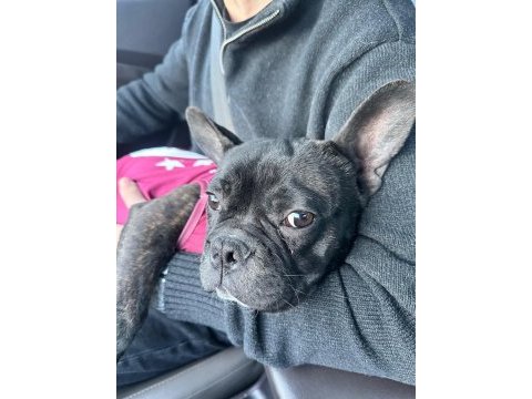 7 aylık merle french bulldog