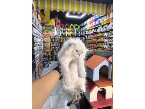 Scottish fold yavrumuz