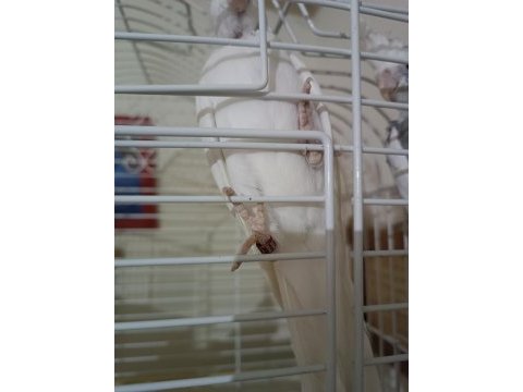 Sultan papağanı yavru albino ev üretimi