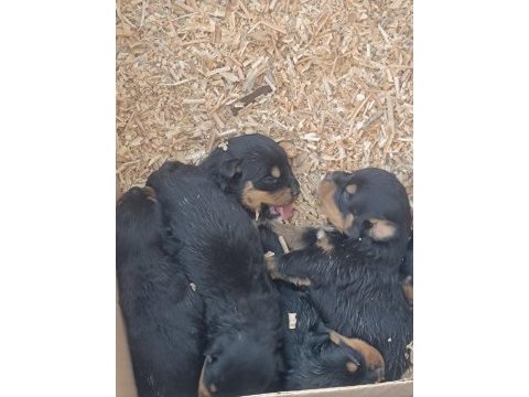 Koca kafa anne babadan iri ve kaliteli rottweiler yavrular