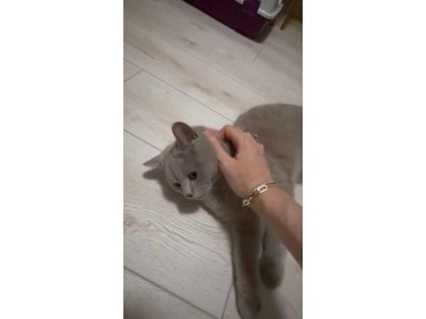8 aylık safkan british shorthair lilac erkek