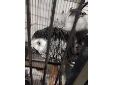 Jako papağanım kedi gibi miyavlar
