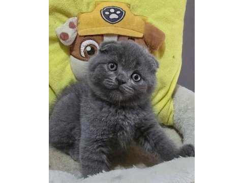 Ayıcık surat gri scottish fold shorthair 
