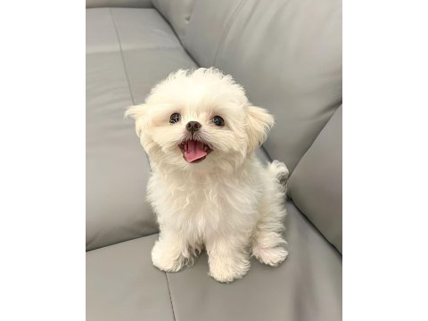 Tr de tek bu guzellikte snow maltese