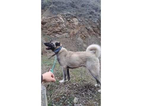 Kangalın eski tarihinden gelen soy