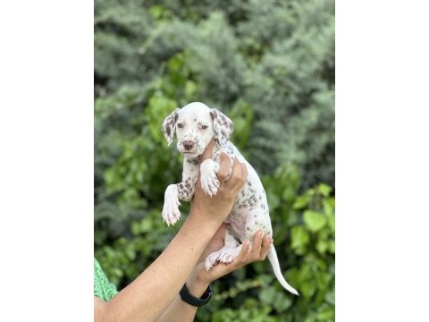 Red dalmatian yavrumuz