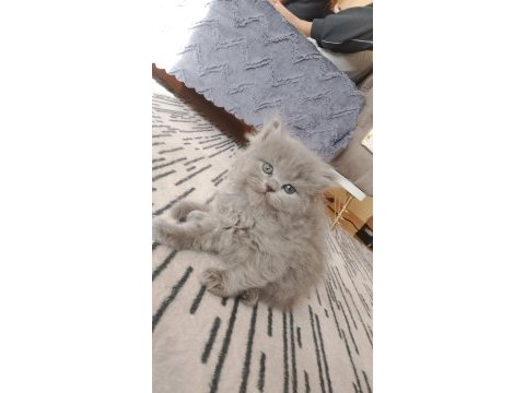 A kalite british shorthair yavru sahiplendirilecek