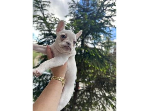 Irkının en özeli kar beyaz mavi göz dişi french bulldog