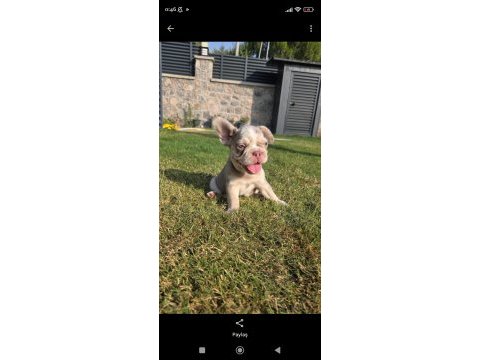 Fluffy big rope egzotik french bulldog yavrular