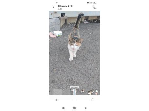 Tehlikeli bir yerde yol kenarında tekir