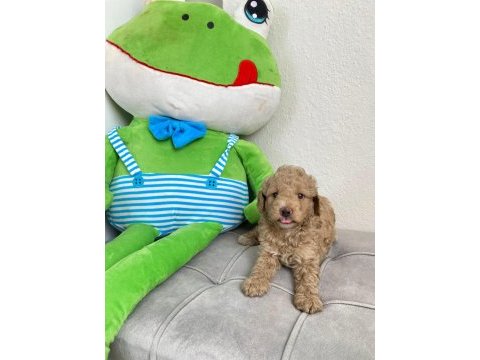 Sevimli maltipoo köpekler
