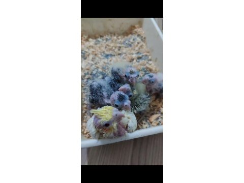 Ele alışık bebek sultan papağanlar