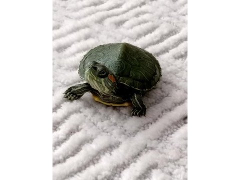Bebek kırmızı yanak su kaplumbağaları