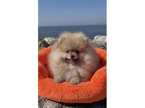 Pomeranian boo bebek köpekler