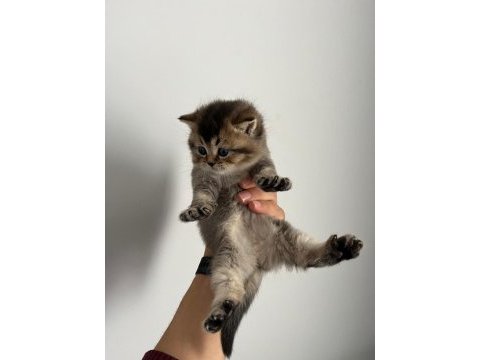 Blue point silver point british shorthair