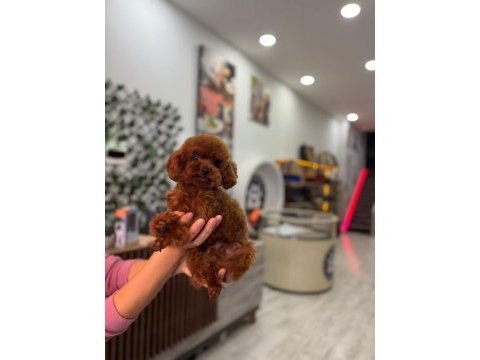 Kore yetişkin dişi erkek poodle