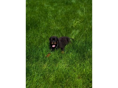 Rottweiler yavruları