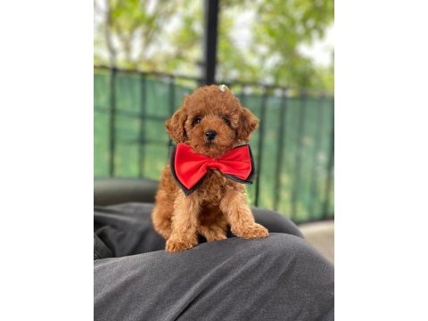 Sevimli poodle yavrular