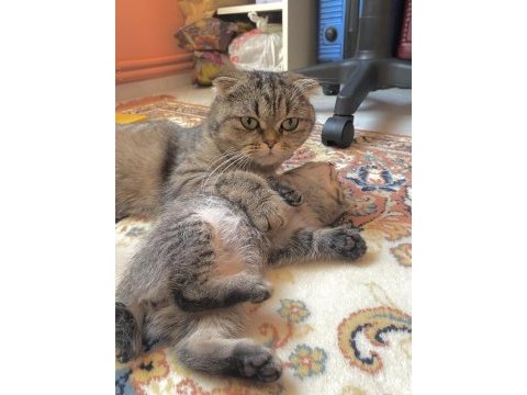 Yavru kırık kulak scottish fold