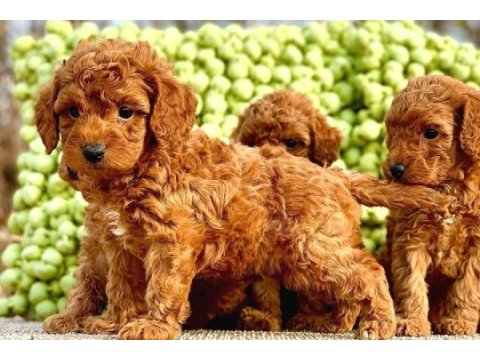 A kalite safkan toy poodle yavruları