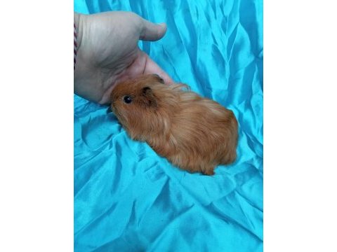 Üreticiden safkan guinea pig yavrular