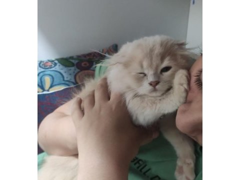 British longhair ve scottish fold kırması
