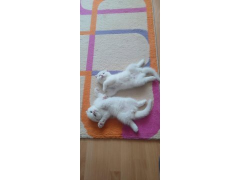 Şecereli nadir tür scottish fold