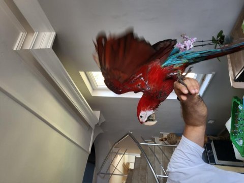 Bebek yetişkin ara papağanları