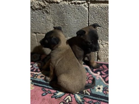 Pirana gibi malinois isteyenlere gider
