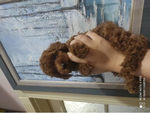 Kore poodle bebekler