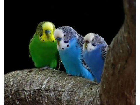 Yerli muhabbet kuşları