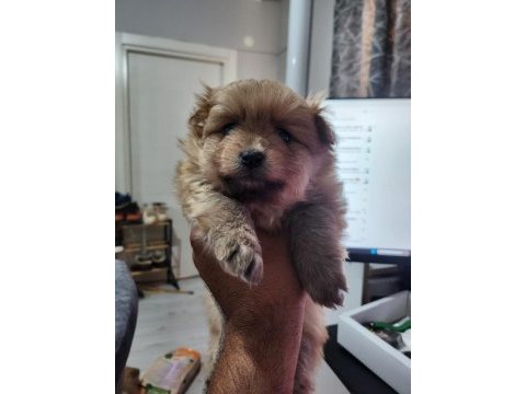 Rezerveye açık köpekler