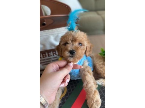 Türünün en yakışıklısı maltipoo