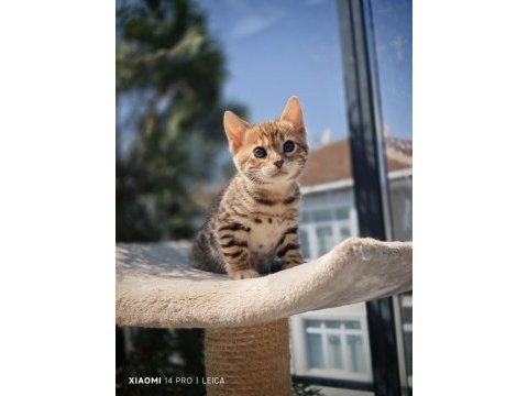 4 kuşak wcf şecereli safkan bengal gold/brown (2 aylık)