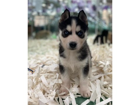 A + sibirya kurdu husky yavrular erkek - dişi