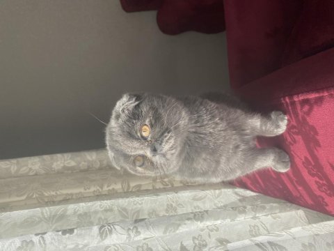 Scottish fold adana içine verilir