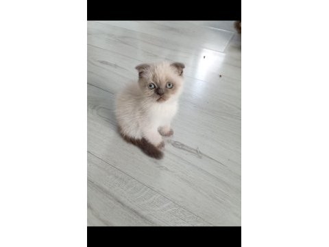 Minnak pofuduk scottish fold bluepoint bebeğimiz