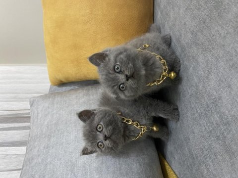 British shorthair kediler